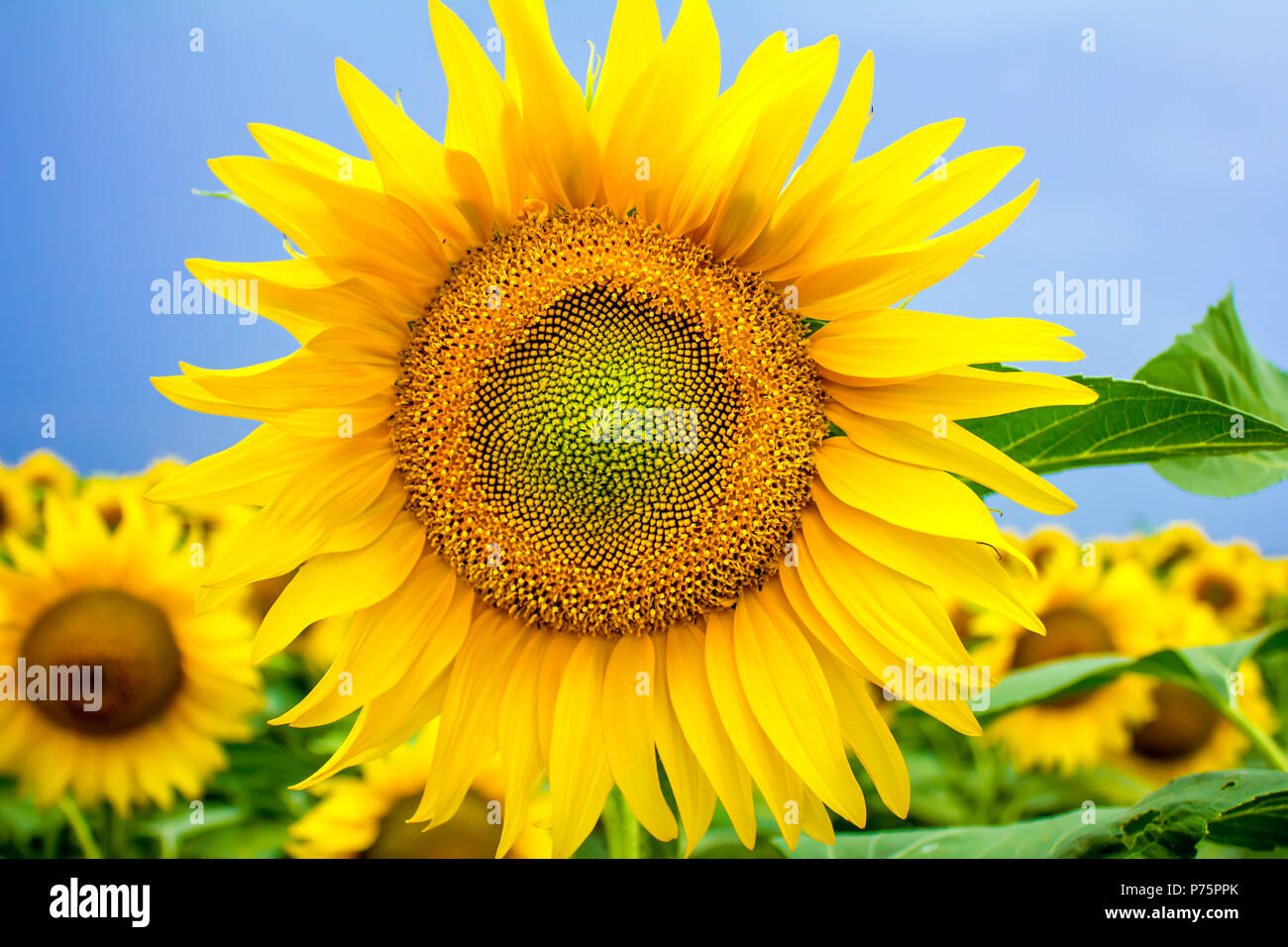 sunflowers on the field Stock Photo - Alamy