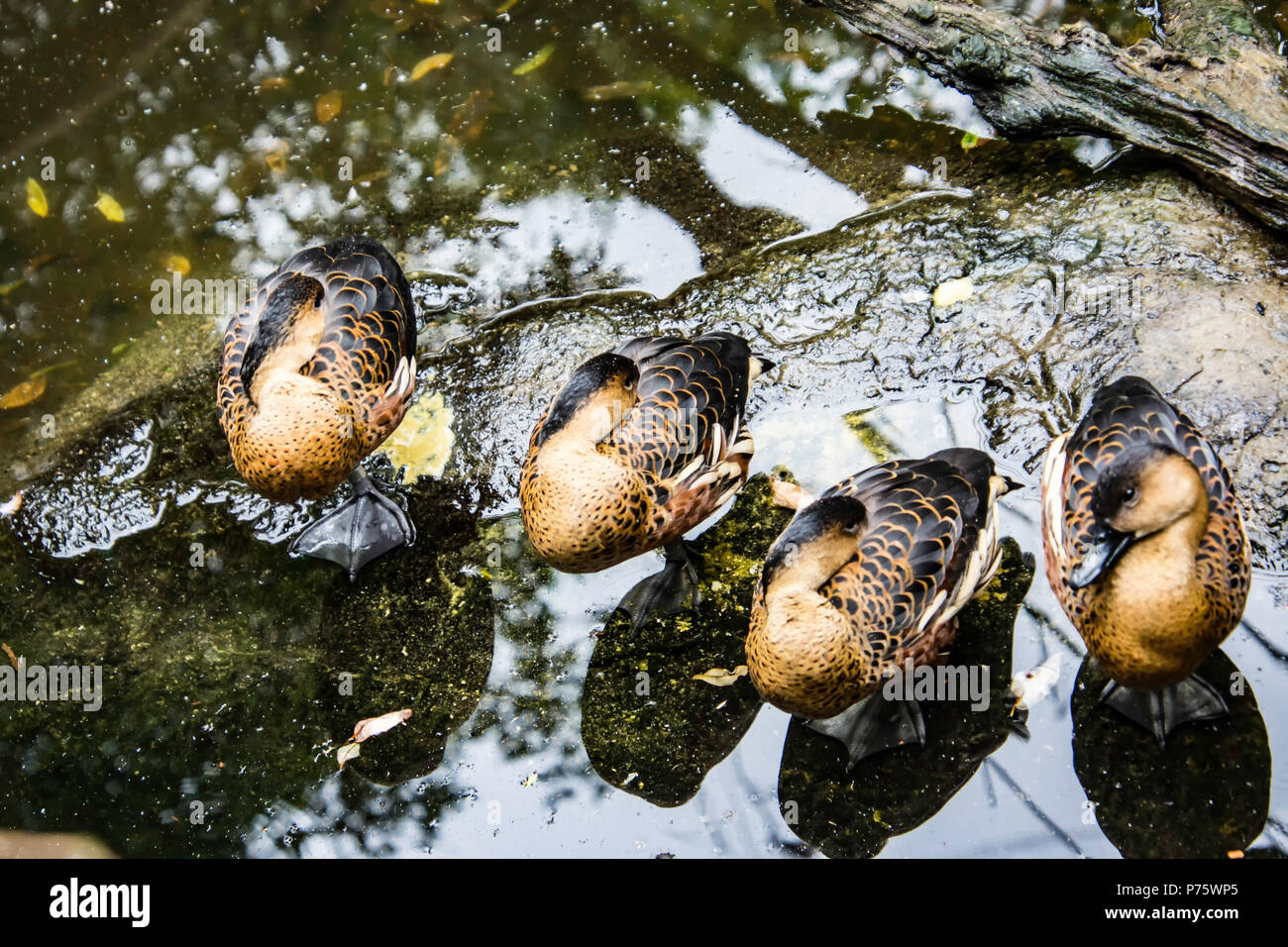ducks in waiting in a pond sitting in a row Stock Photo