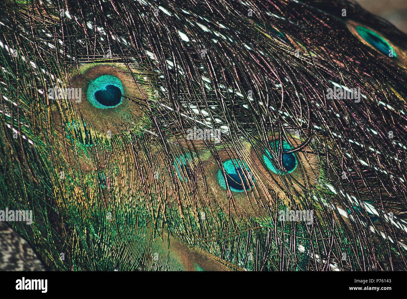 Abstract background image of a close up view of Peacock Feathers Stock ...