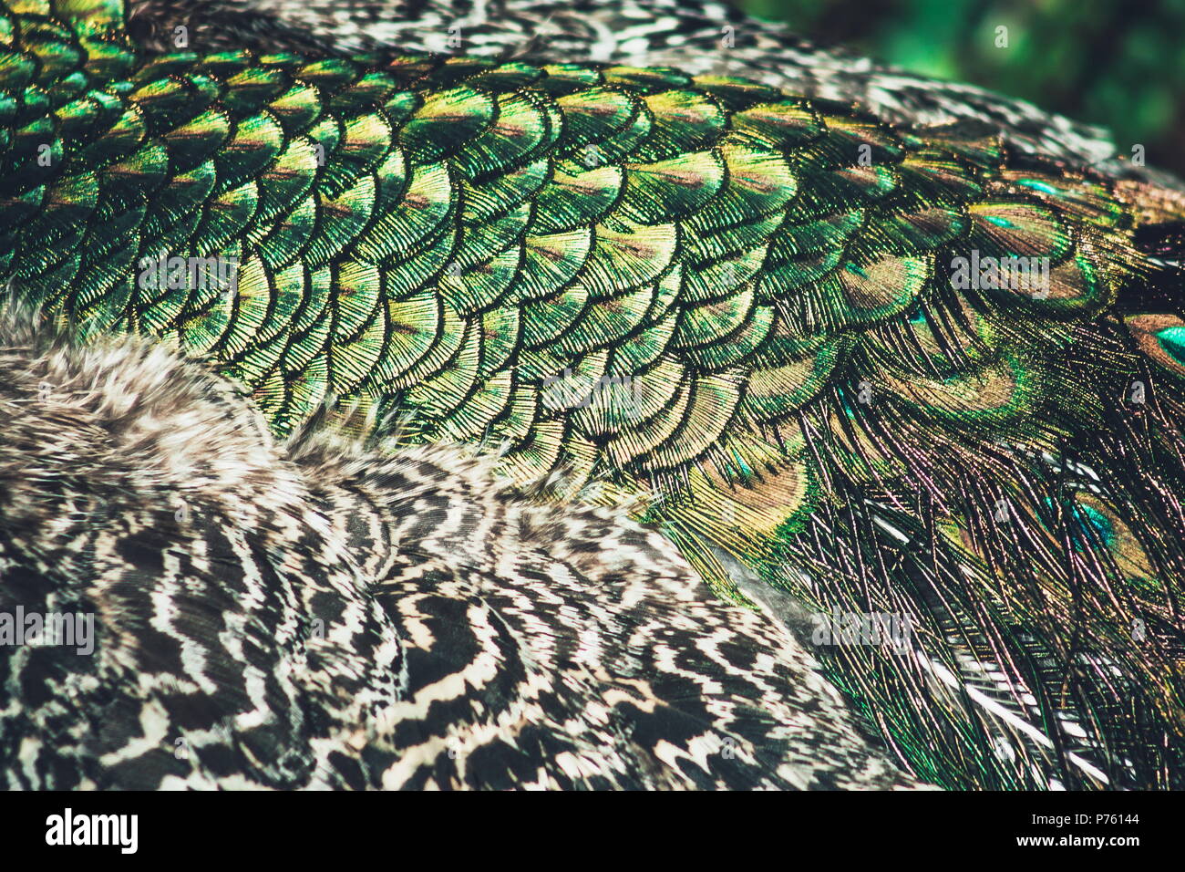 Abstract background image of a close up view of Peacock Feathers Stock ...
