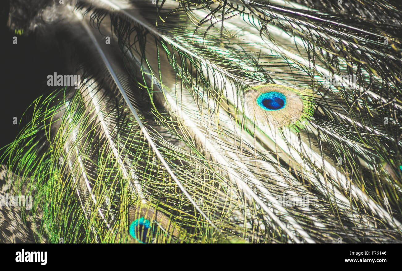 Abstract background image of a close up view of Peacock Feathers Stock ...