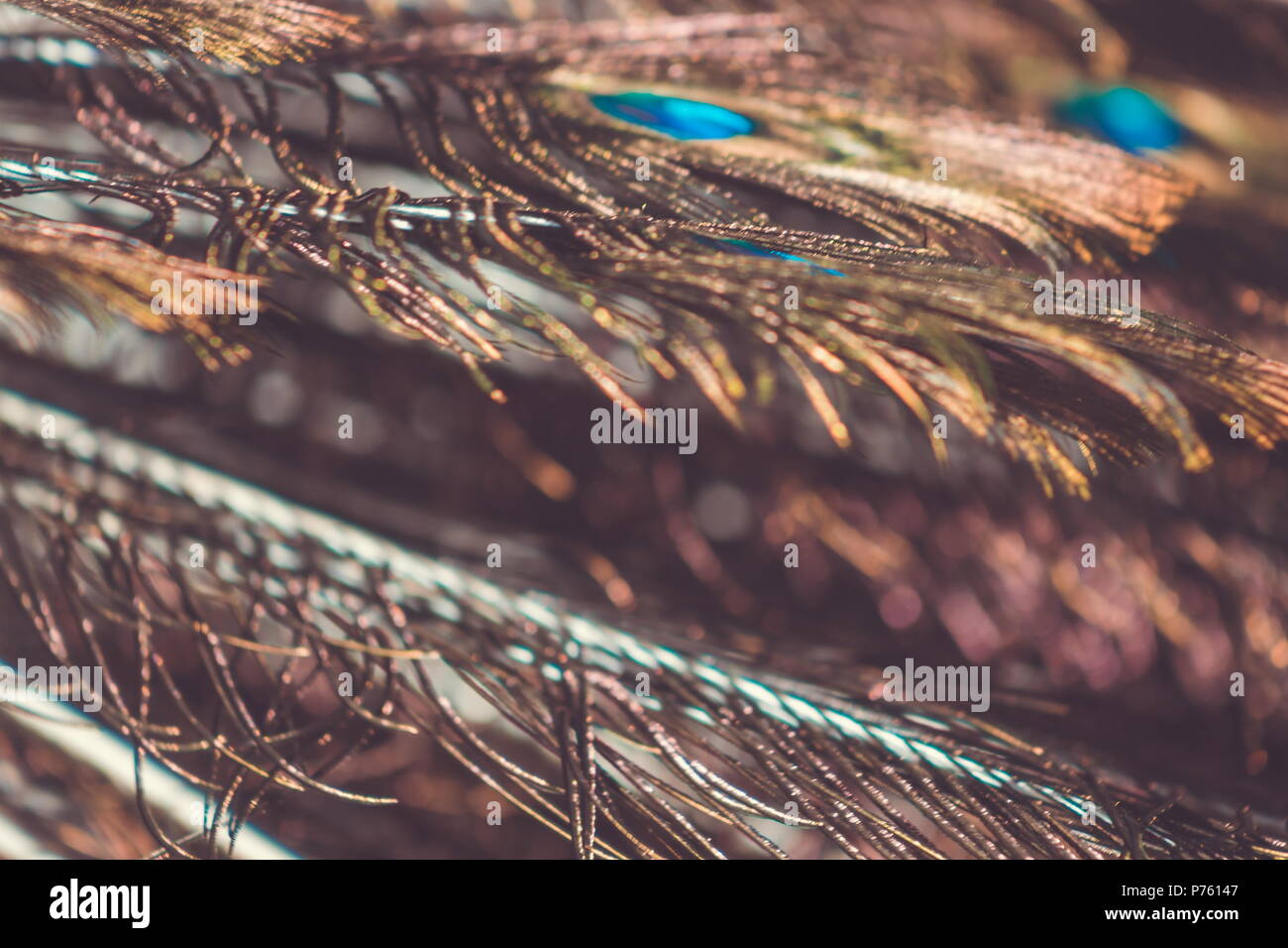 Abstract background image of a close up view of Peacock Feathers Stock ...