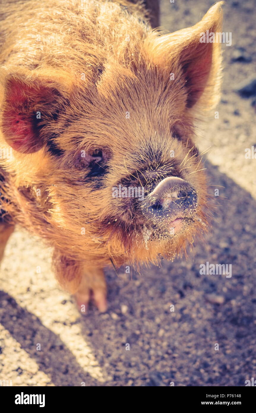 Close up image of a kunekune pig. The kunekune, is a small breed of
