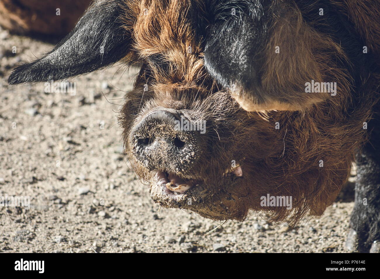 Close up image of a kunekune pig. The kunekune, is a small breed of