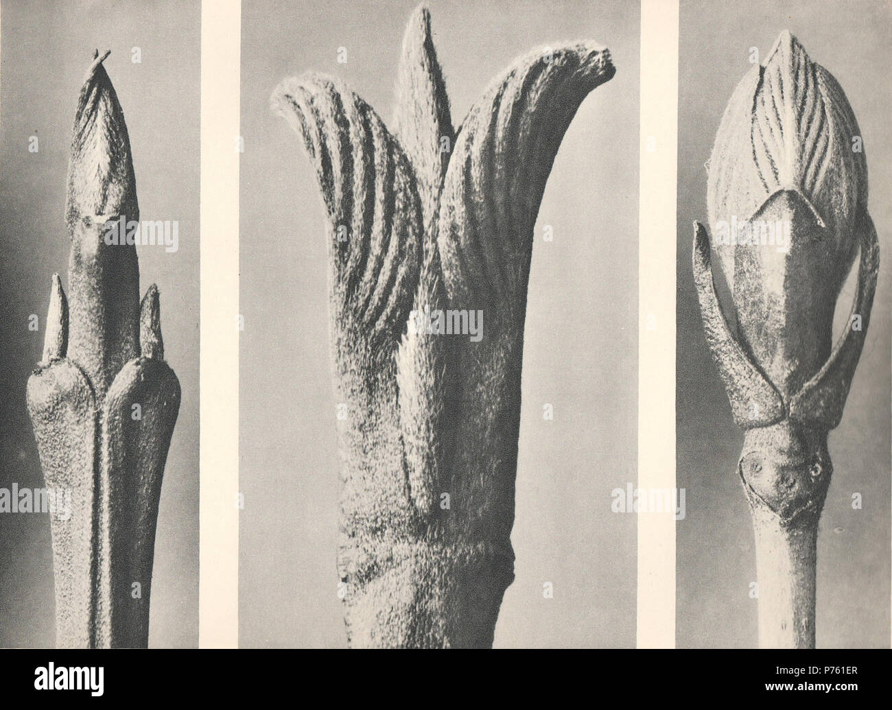 Karl Blossfeldt High Resolution Stock Photography and
