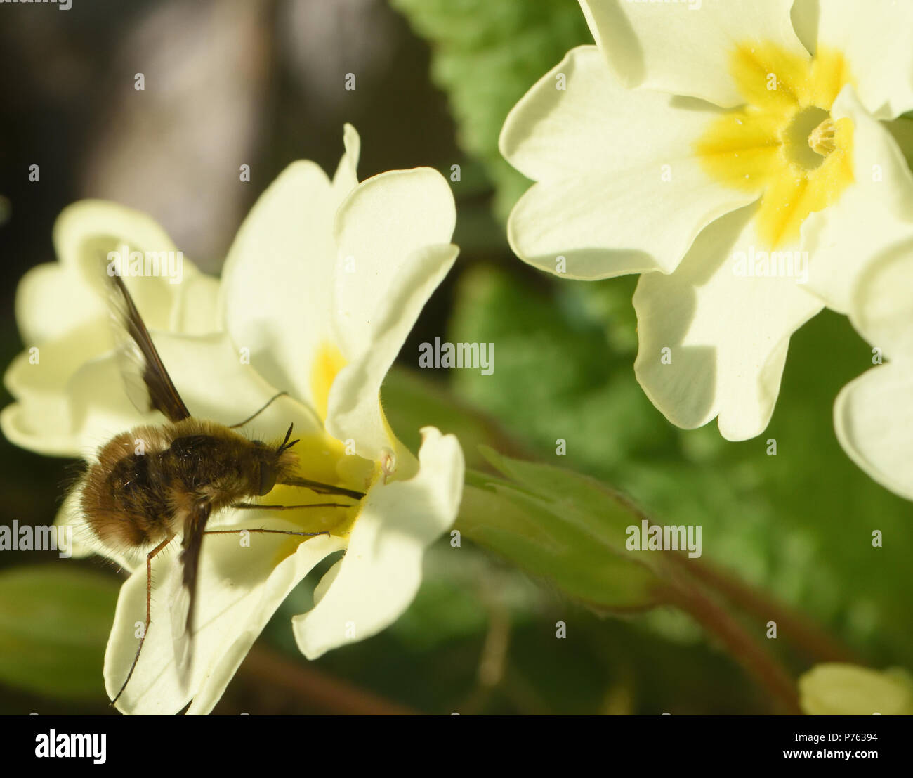 A dark-edged bee-fly (Bombylius major) takes nectar with its long proboscis from a primrose (Primula vulgaris) flower. Bedgebury Forest, Kent. UK. Stock Photo