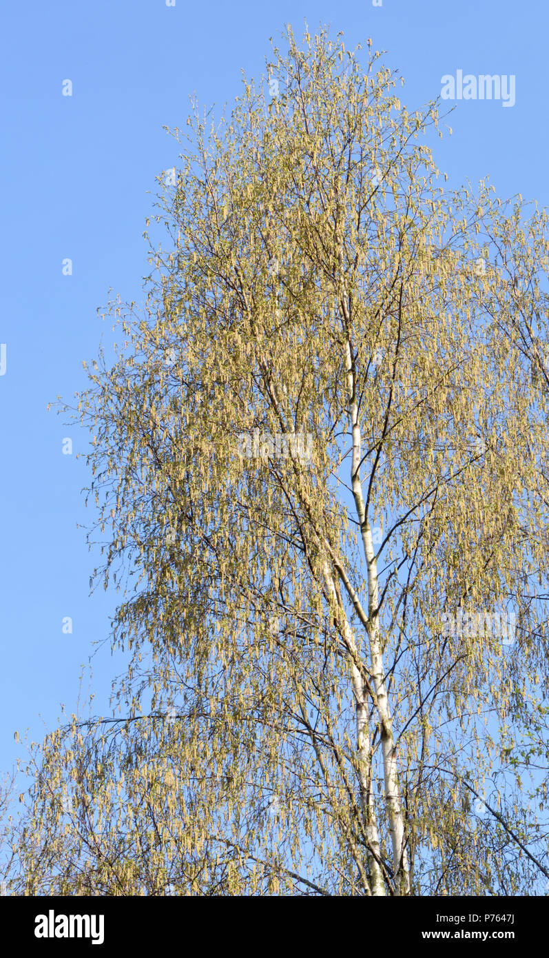 Silver birch trees (Betula pendula) growing in the heathland of Broadwater Warren show the first signs of spring with fresh green leaves and catkins. Stock Photo