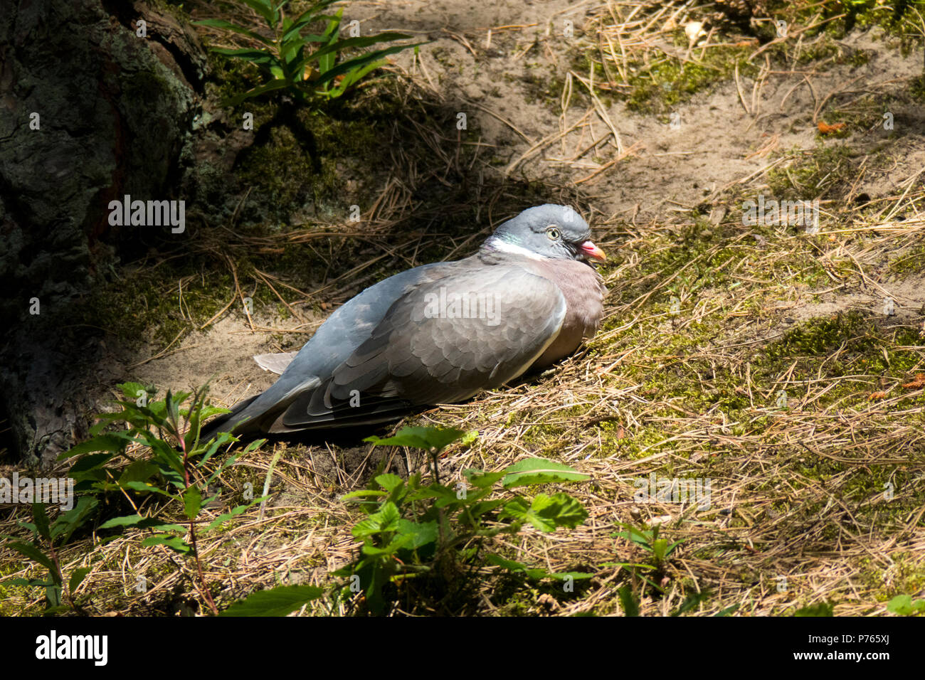 Wood Pigeon sunbathing Stock Photo