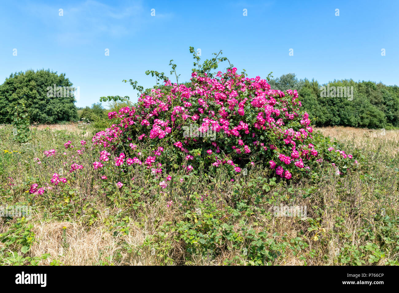 Large wild rose bush in the middle of open heath land in Blackpool, Lancashire, UK Stock Photo