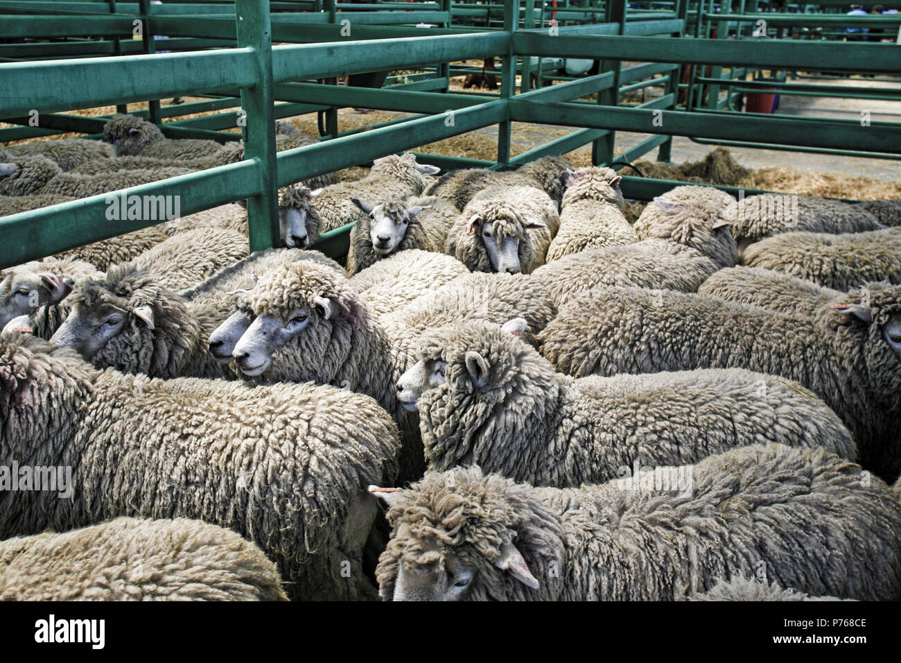 Full fleece sheep in livestock yards in Canterbury, New Zealand Stock