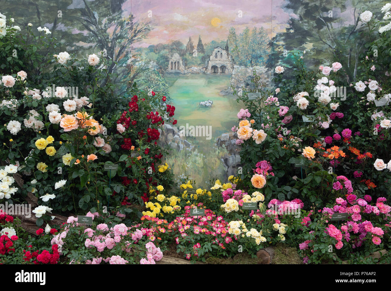'Rose Garden' painting with different roses in front Stock Photo - Alamy