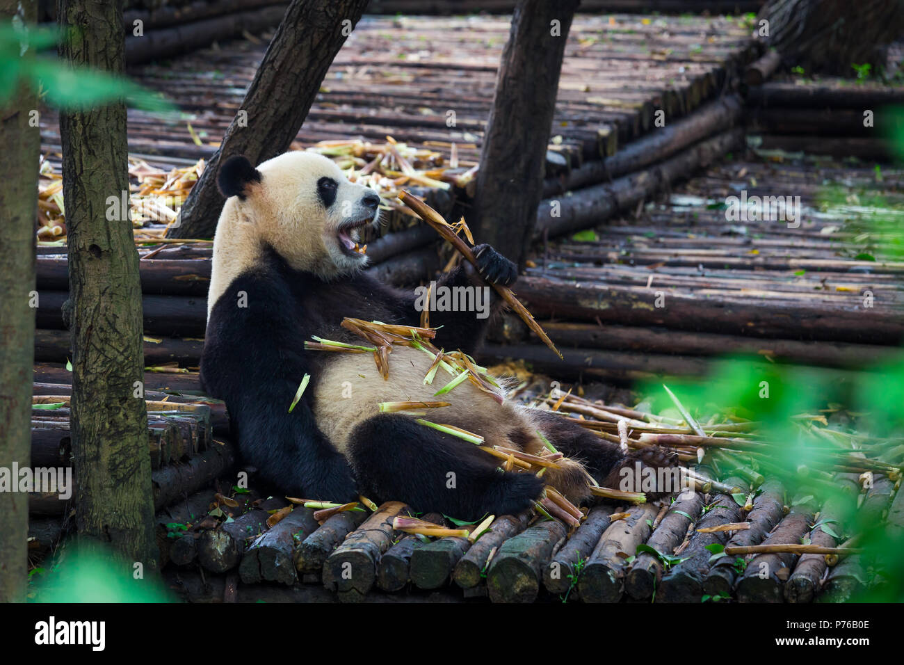 Giant Panda eating bamboo lying down on wood in Chengdu, Sichuan Province, China Stock Photo