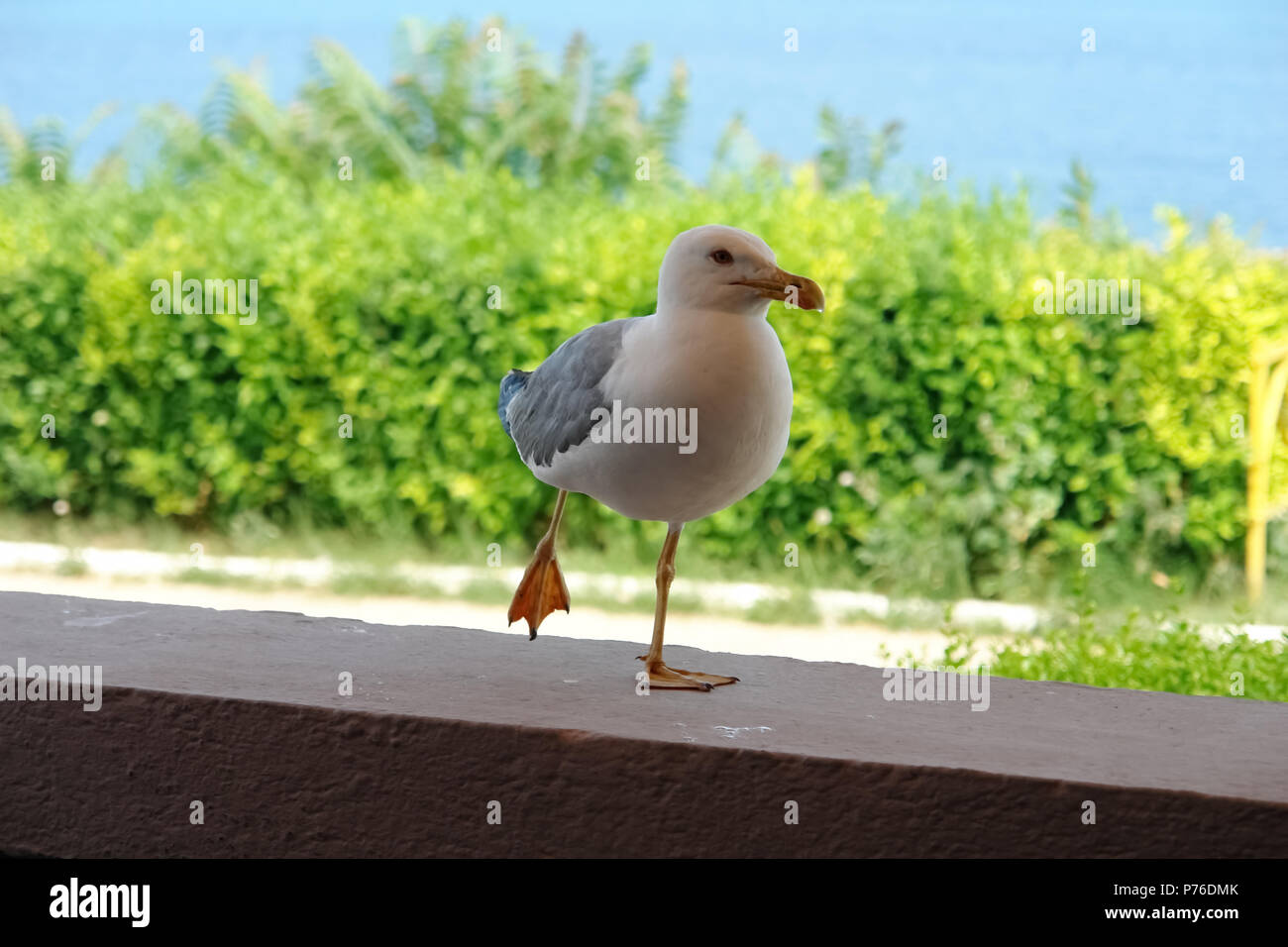 White seagull sitting on the parapet of the outdoor restaurant. Stock Photo