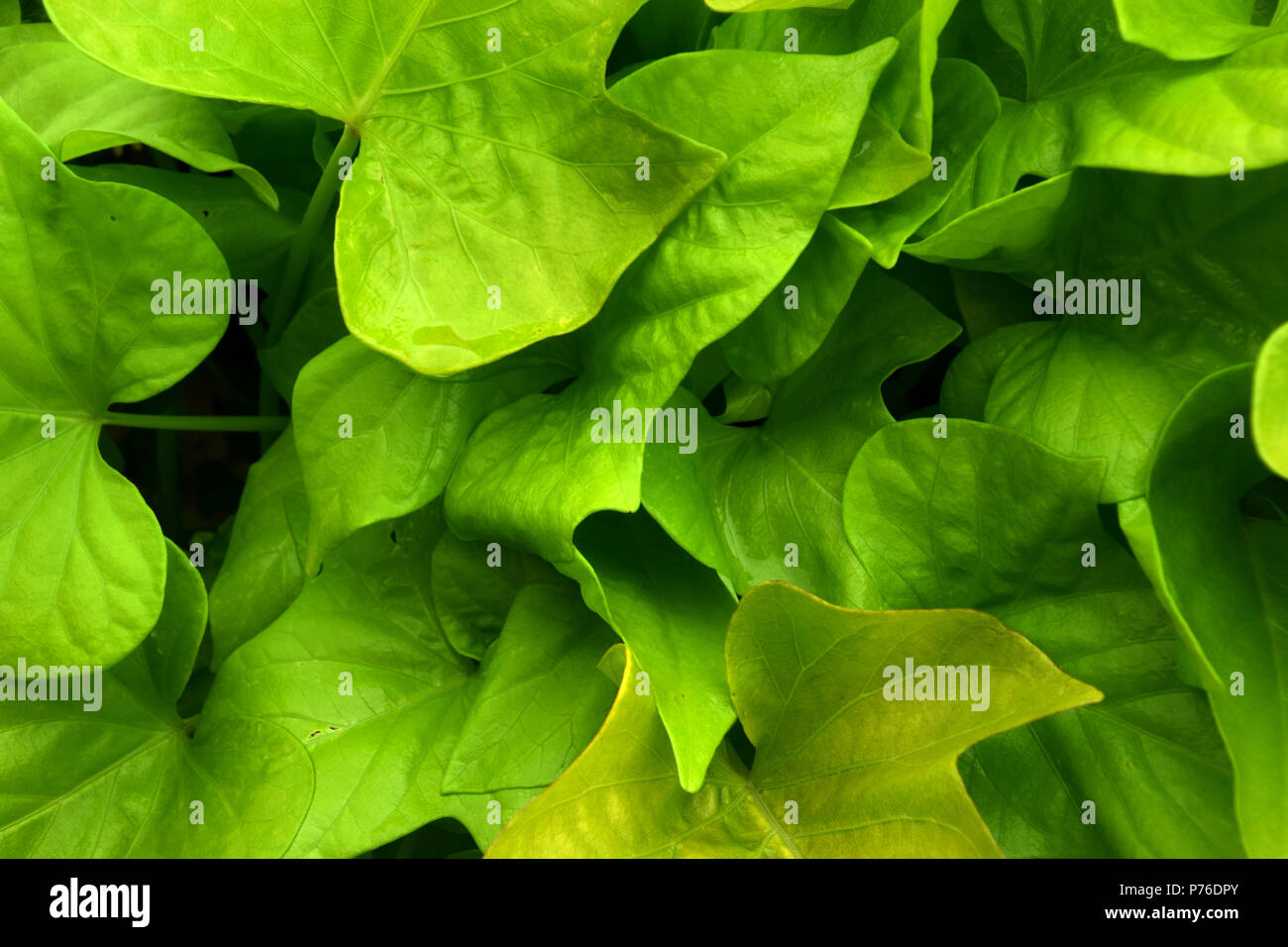 dutchman´s pipe background, bright green leaves of an aristolochia macrophylla Stock Photo