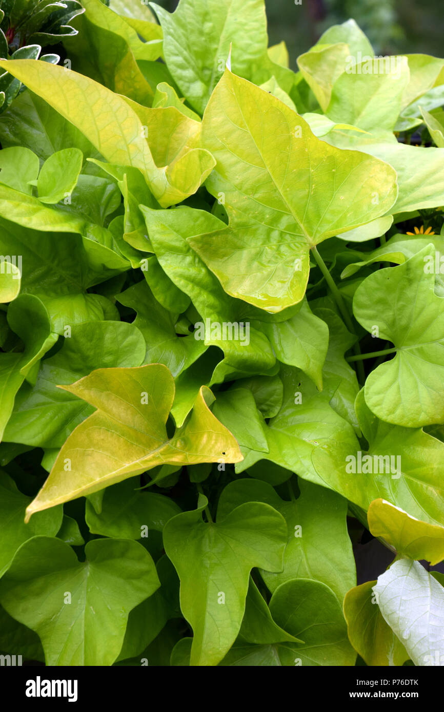 creeping pipevine, bright green leaves of an aristolochia macrophylla Stock Photo