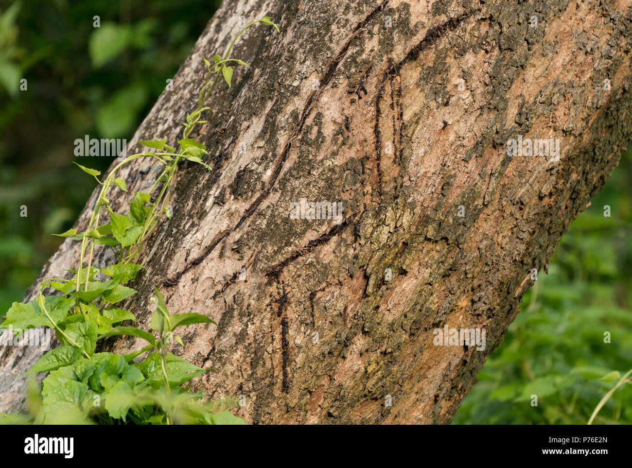 Tiger claws scratches on the tree as territory border marks. Animal photo and wildlife Stock Photo