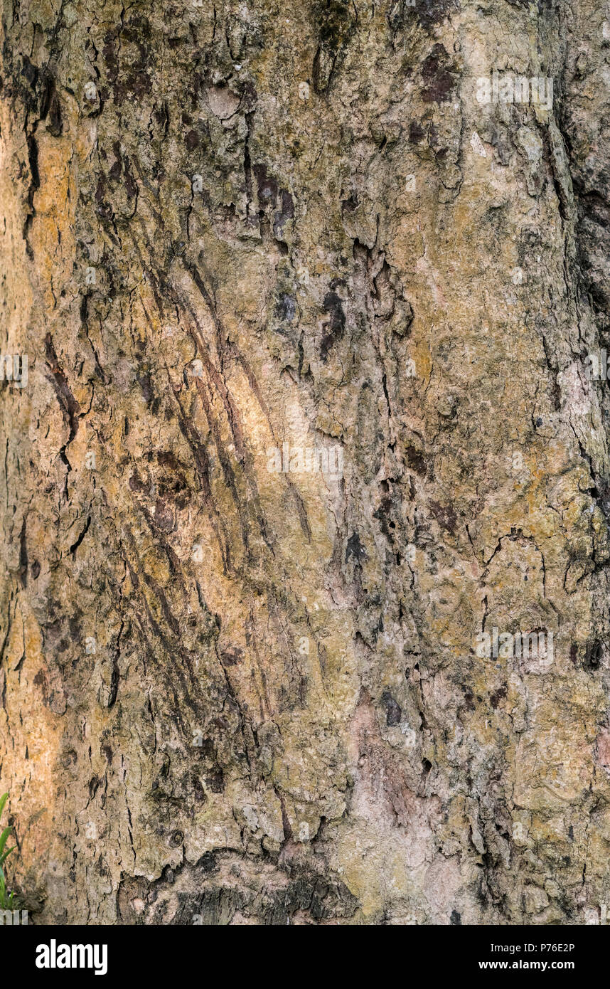 Animal scratch marks hires stock photography and images Alamy