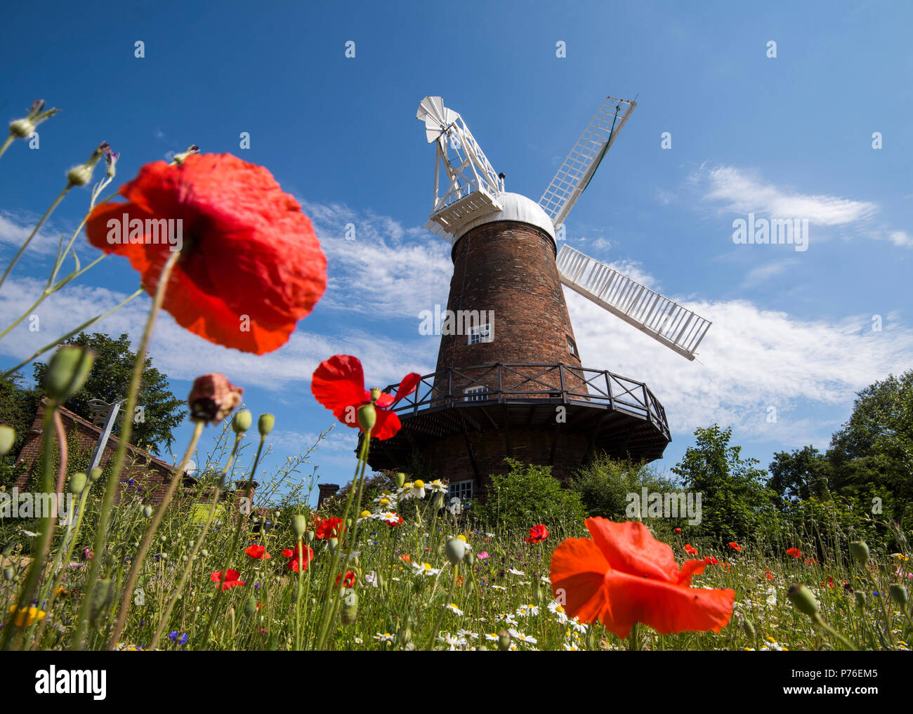 Summer meadow garden at Greens Windmill and Science Centre in