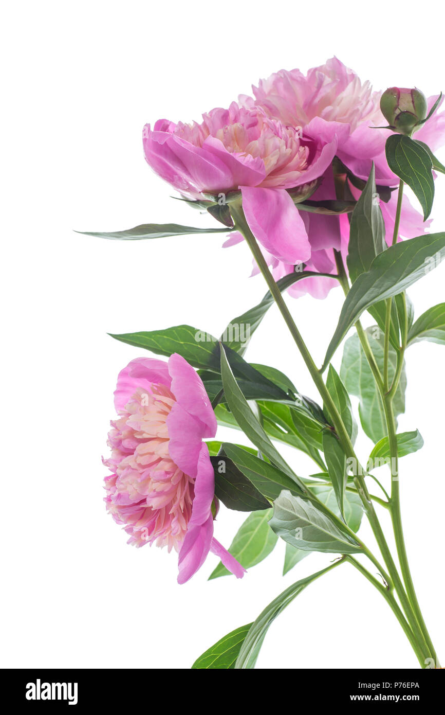 bouquet of blooming peonies on white background Stock Photo - Alamy