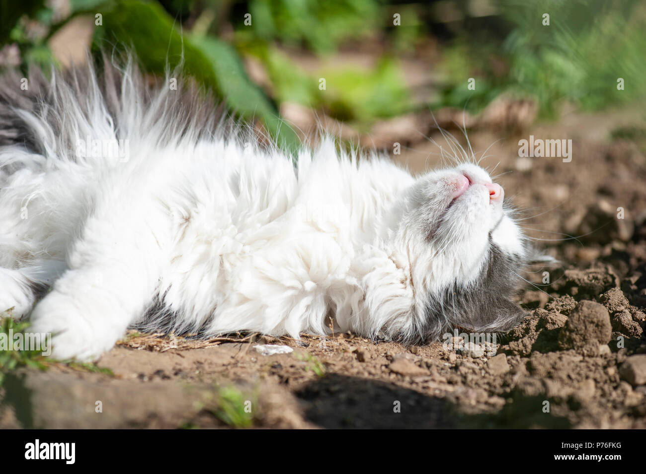 Cat relaxing in the garden Stock Photo