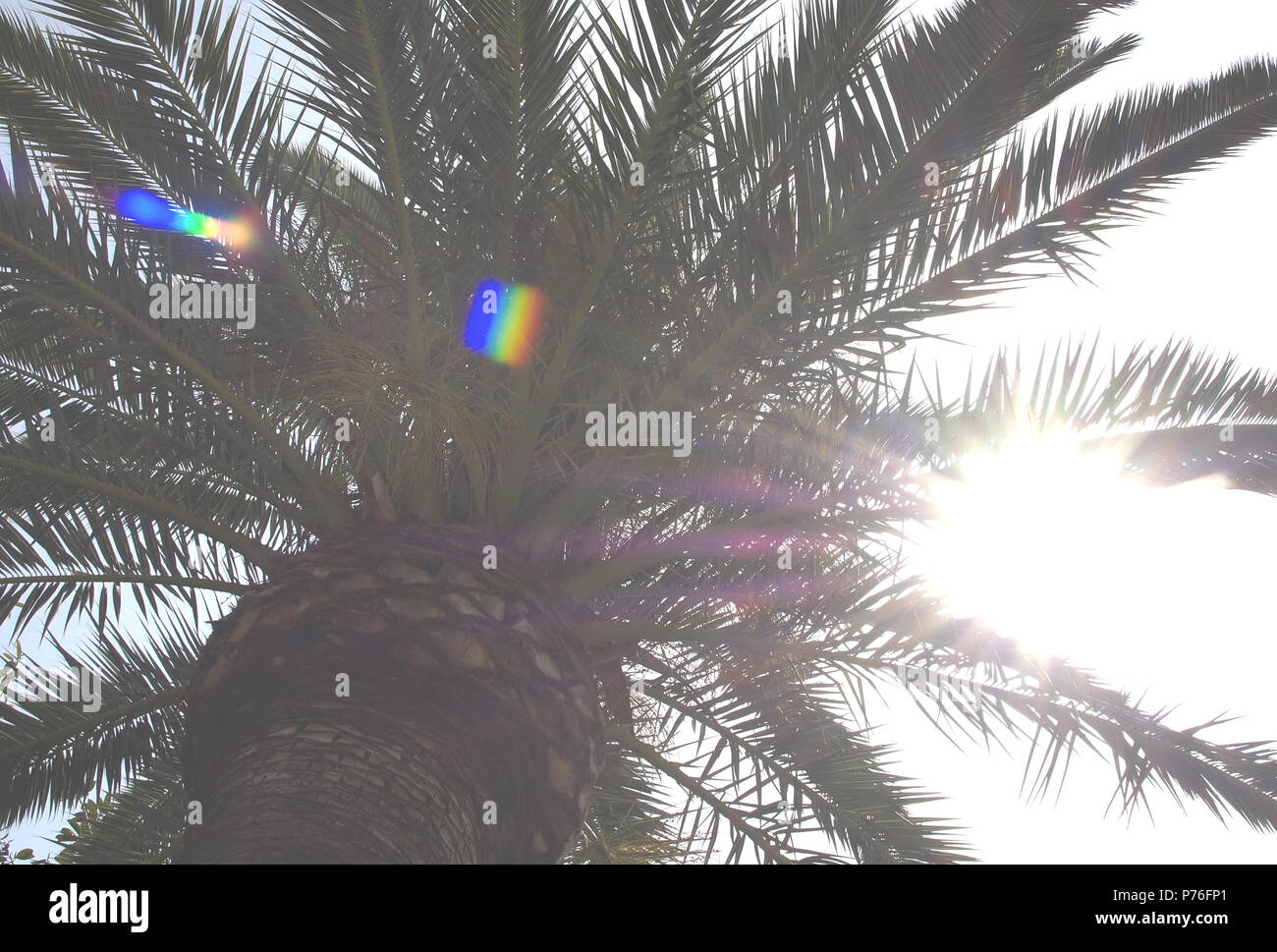 Palm leaves closeup and blue sky copy space background Stock Photo - Alamy