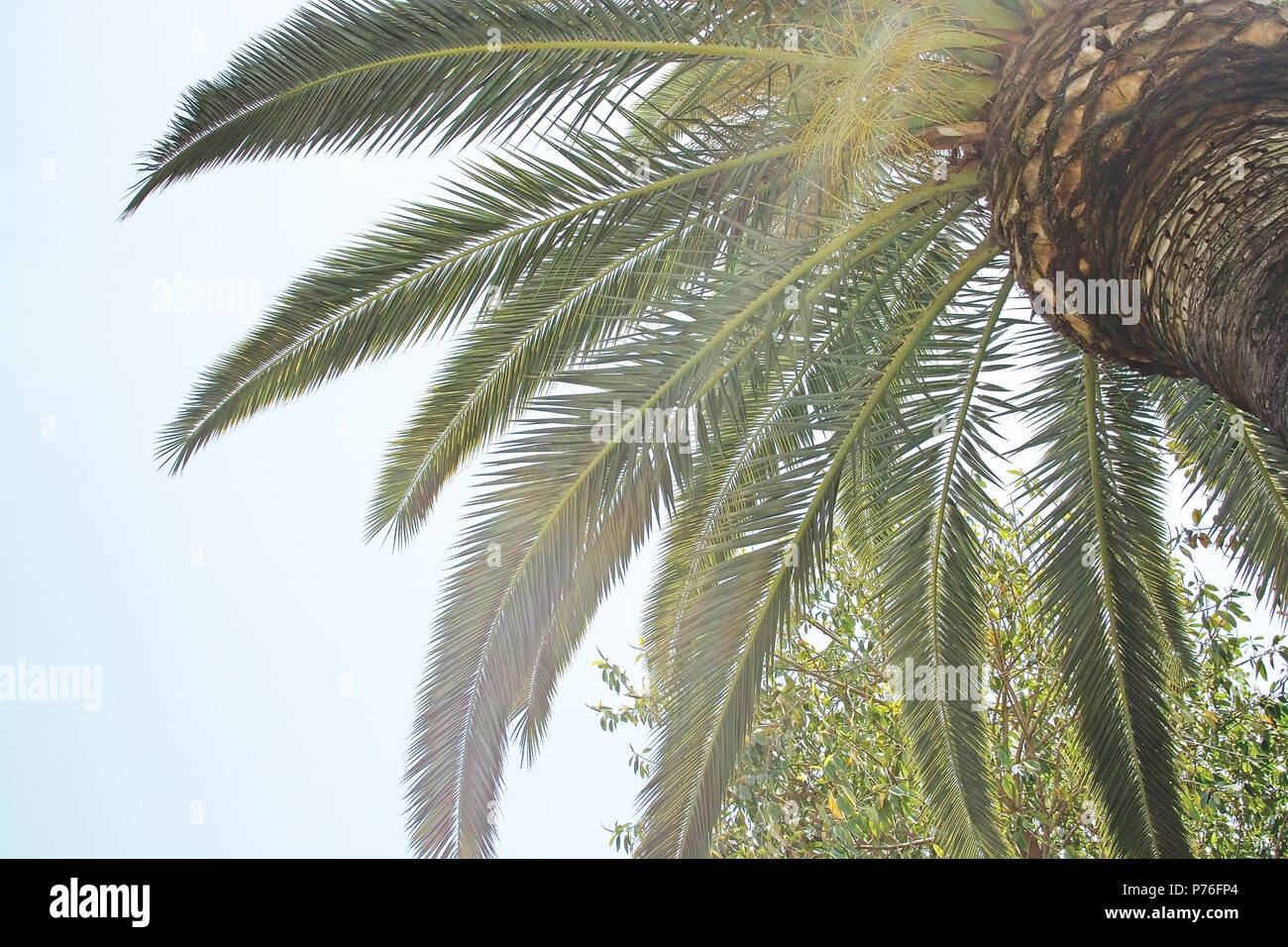 Palm leaves closeup and blue sky copy space background Stock Photo - Alamy