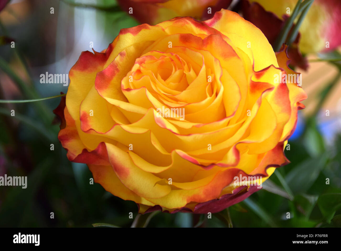 perfect rose as a symbol for everlasting love, yellow rose with a red border on petals Stock Photo