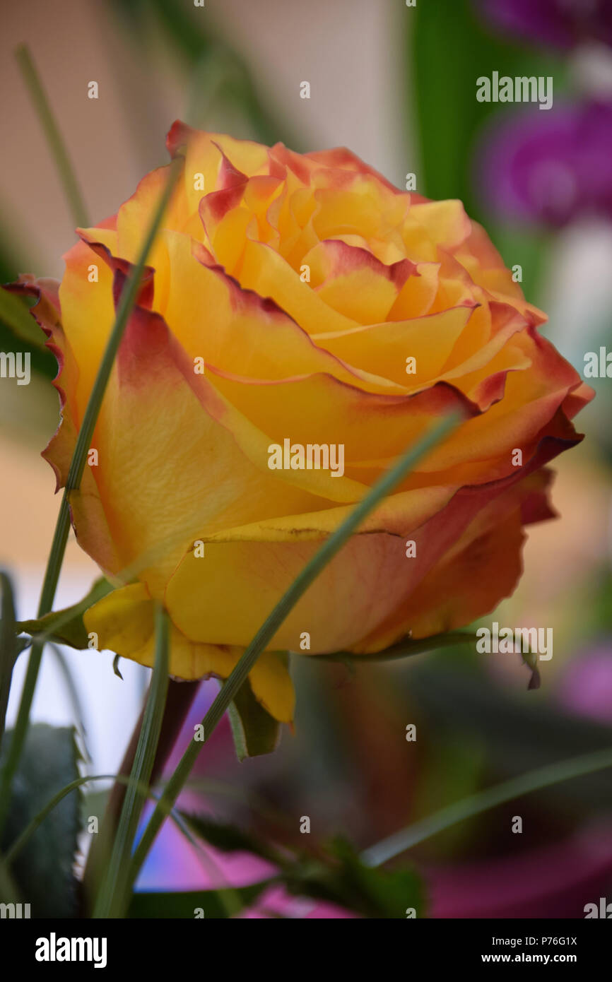 Yellow Roses With Red Tips White rose with pink tips hi-res stock photography and images - Alamy