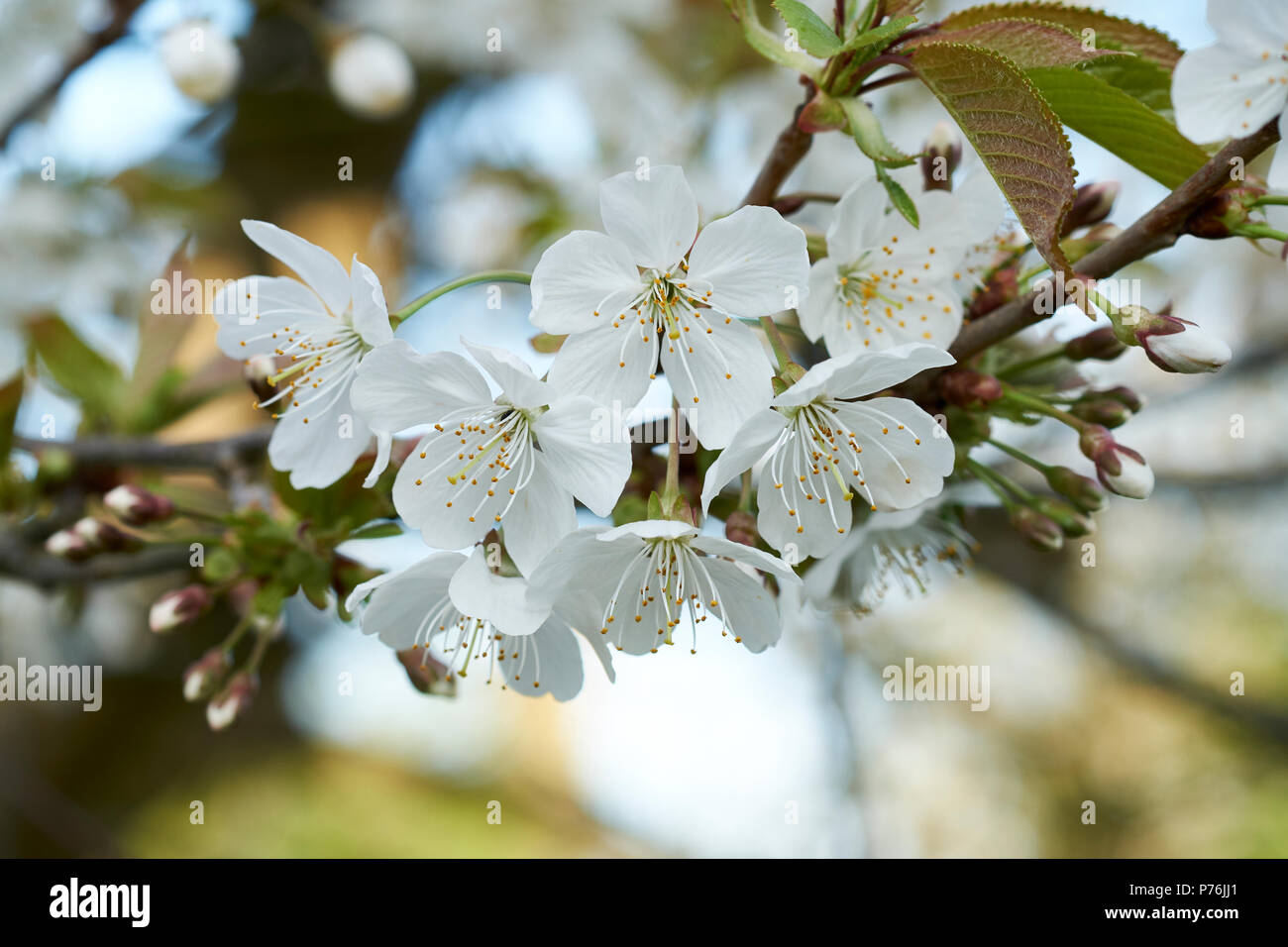 White springtime blossom of the Great White Cherry Tree, Prunus Tai-haku, UK. Stock Photo