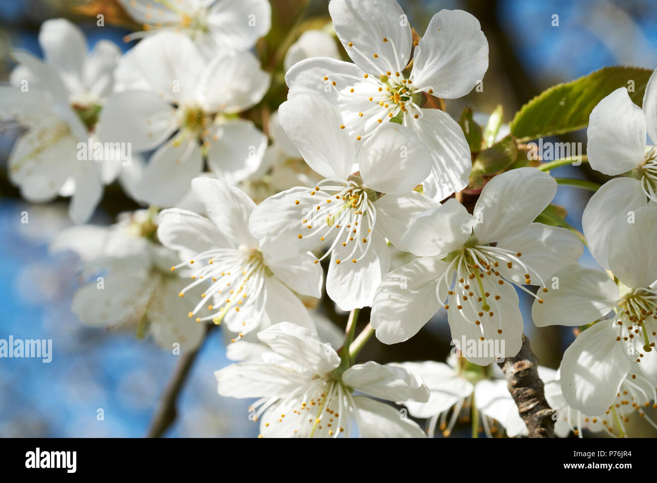 White springtime blossom of the Great White Cherry Tree, Prunus Tai-haku, UK. Stock Photo