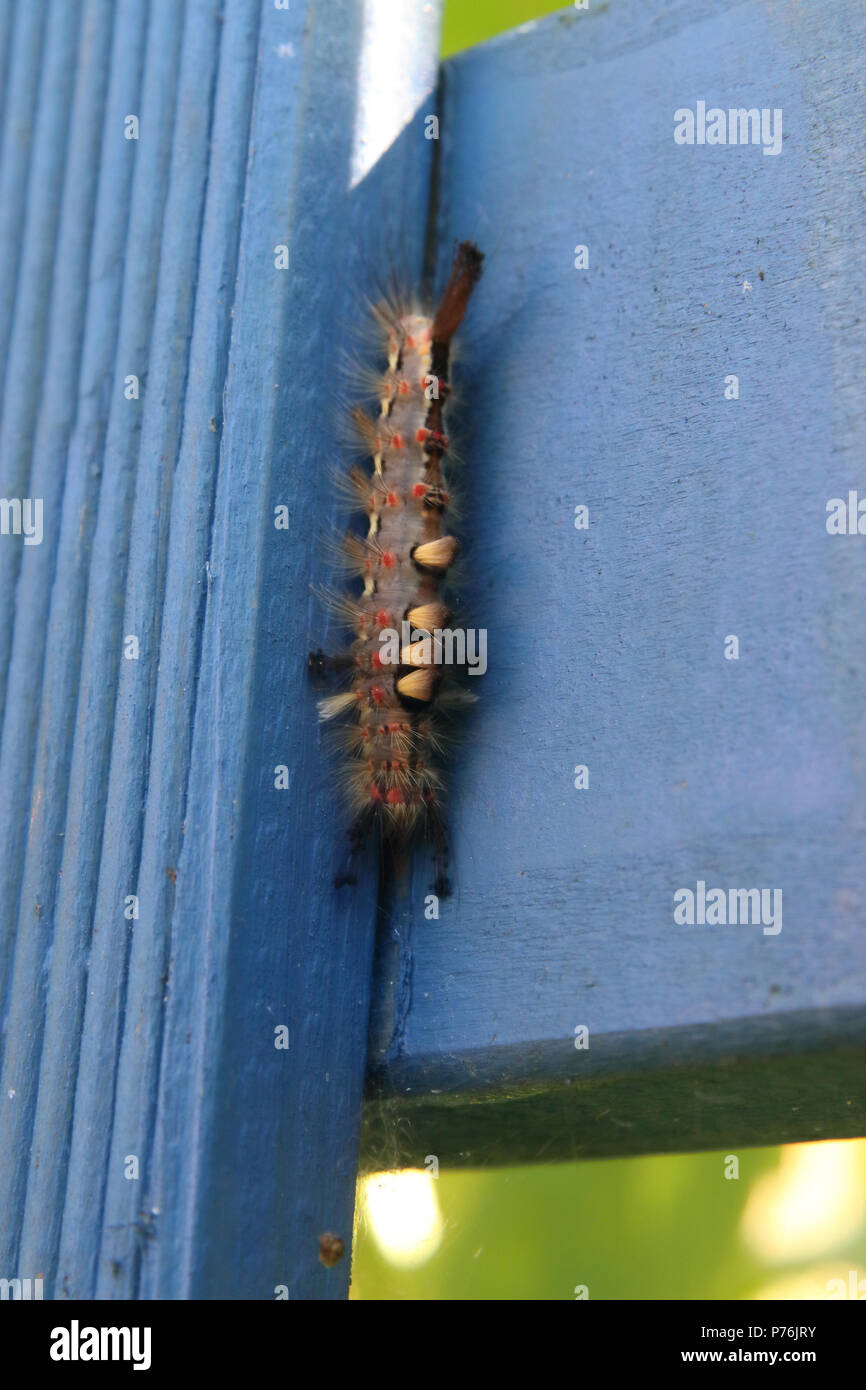 vapourer  or rusty tussock moth caterpillar on blue fence Orgyia antiqua Stock Photo