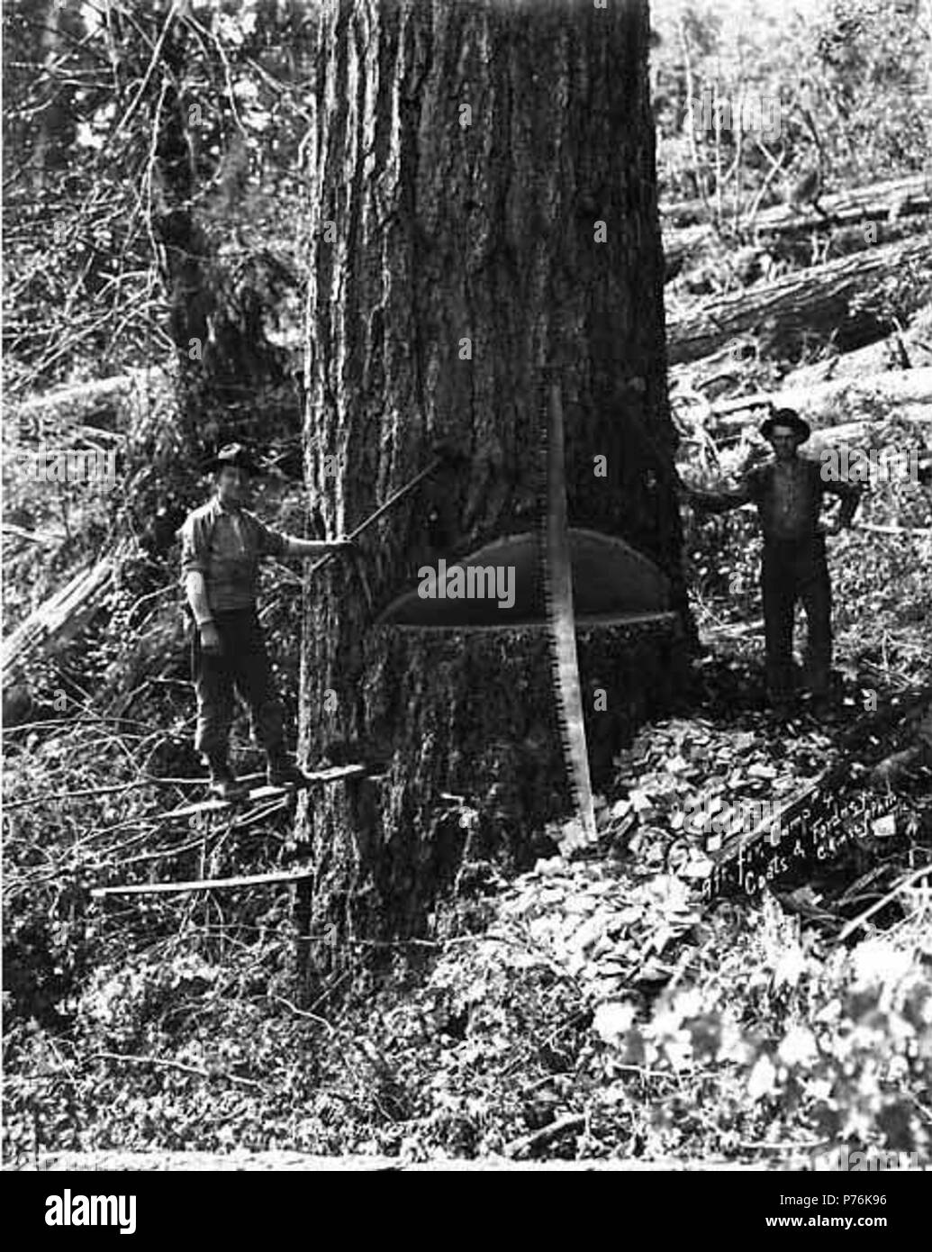 . English: Falling team with tree 9 feet wide, camp 4, Coats-Fordney Lumber Company, near Aberdeen, ca. 1920 . English: Caption on image: 9 ft. fir, Camp #4, Coats & Fordney. C. Kinsey Photo, Seattle. PH Coll 516.624 The Coats-Fordney Lumber Company started out as the A.F. Coats Lumber Company in 1905, headquartered in Aberdeen. It became the Coats-Fordney Lumber Company in 1910, and by 1924, it was called the Donovan-Corkery Lumber Company. Aberdeen is a city in Grays Harbor (formerly called Chehalis) County. The town was platted by Samuel Benn in 1884 on his homestead. Benn was born in New Y Stock Photo