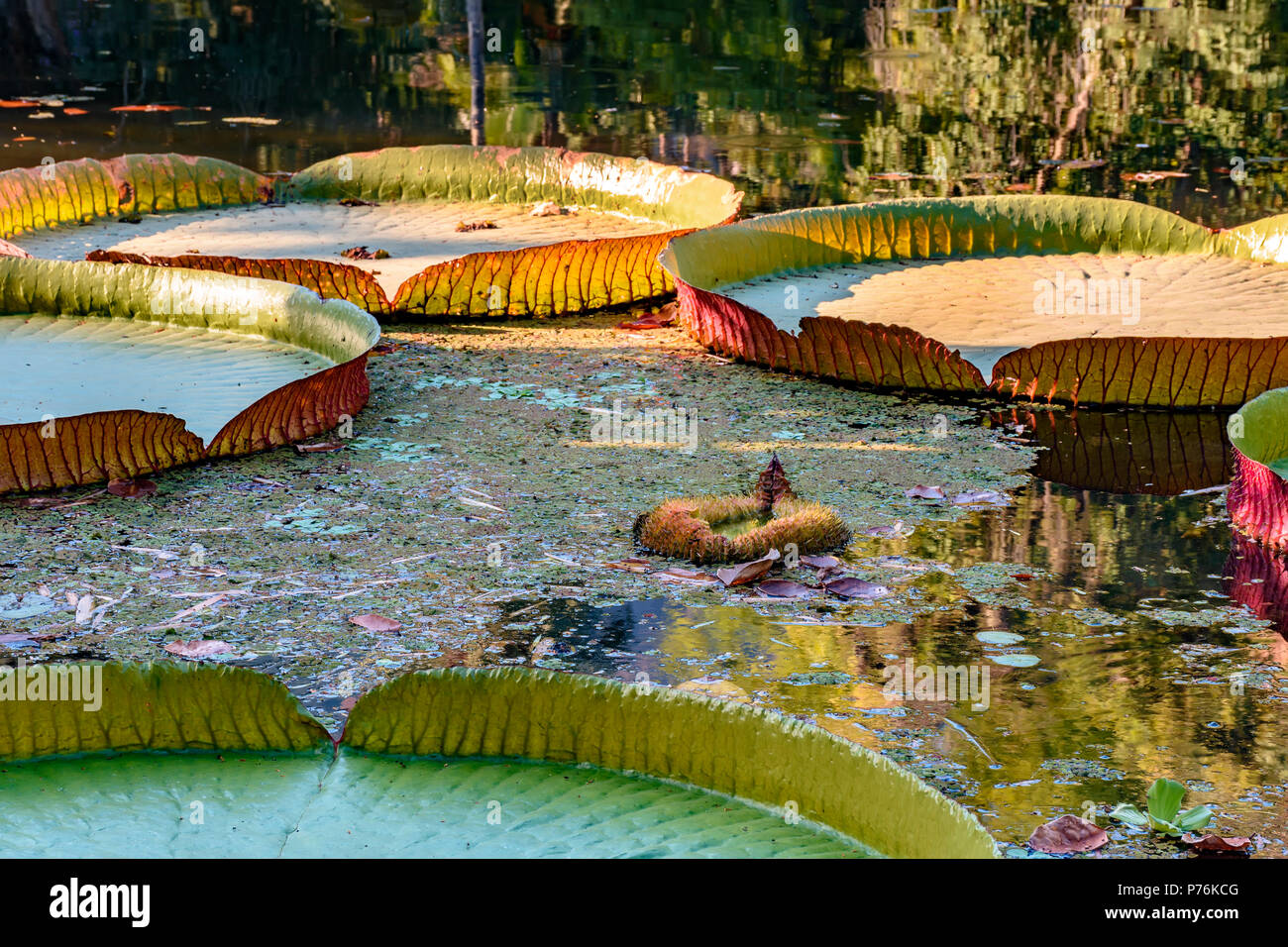 Victoria regia, aquatic plant typical of the Amazon region, floating on the waters of a lake Stock Photo