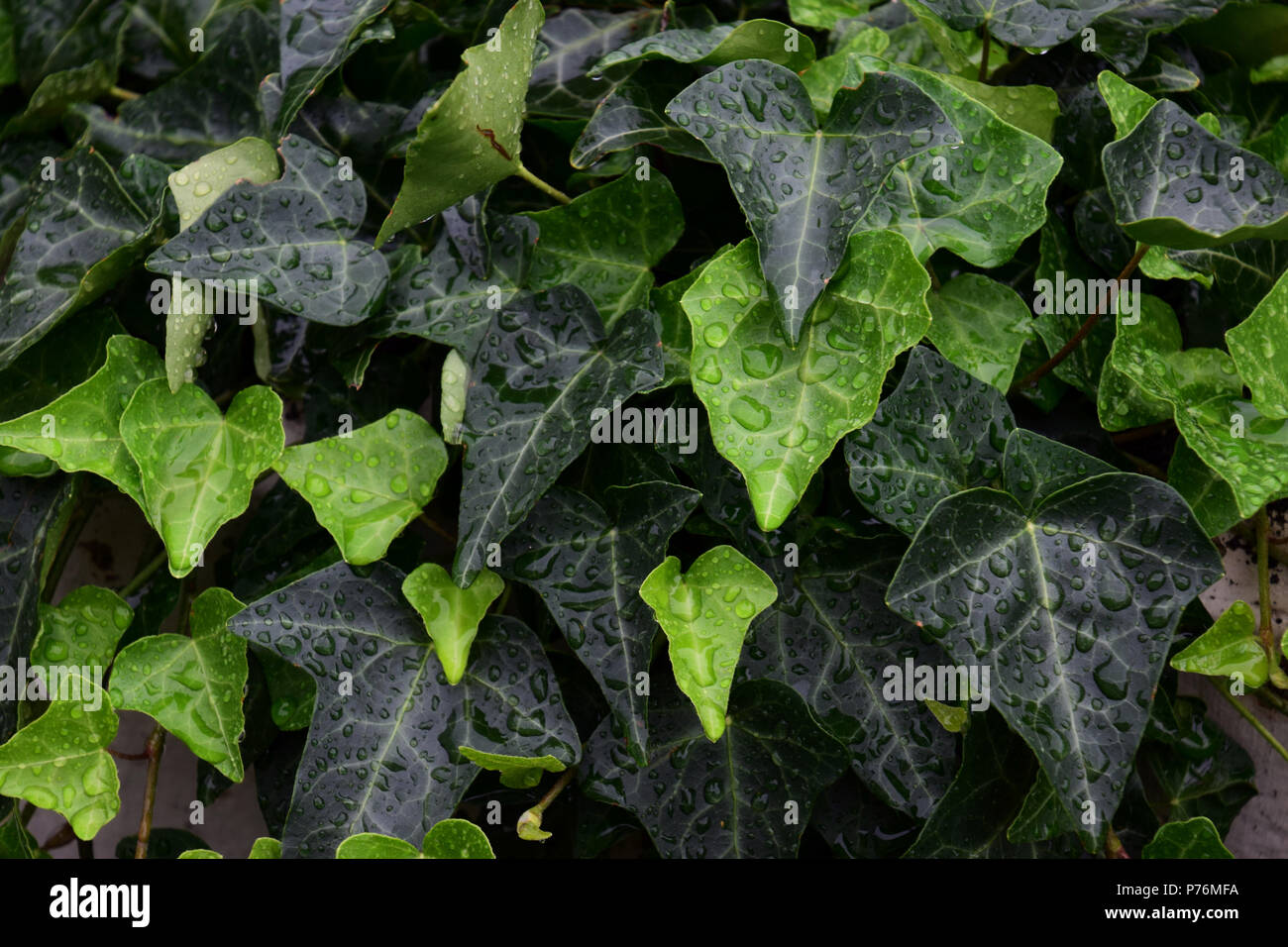close up hedera helix or bindwood or lovestone, green ivy background with water droplets Stock Photo