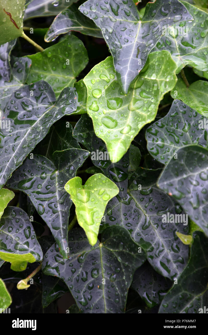 young leaves of hedera helix and water drops, green ivy background with water droplets Stock Photo