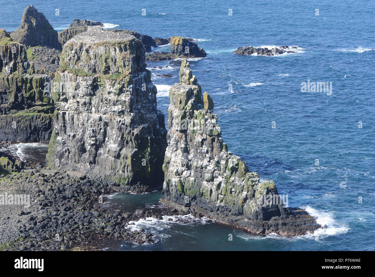 Spectacular basalt columns and sea cliffs near the RSPB’s West Light Seabird Centre are an ideal  nesting site for puffins (Fratercula arctica), guill Stock Photo