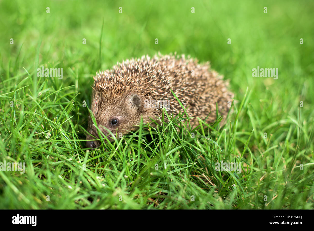 Small hedgehog in a green grass - profile close up Stock Photo