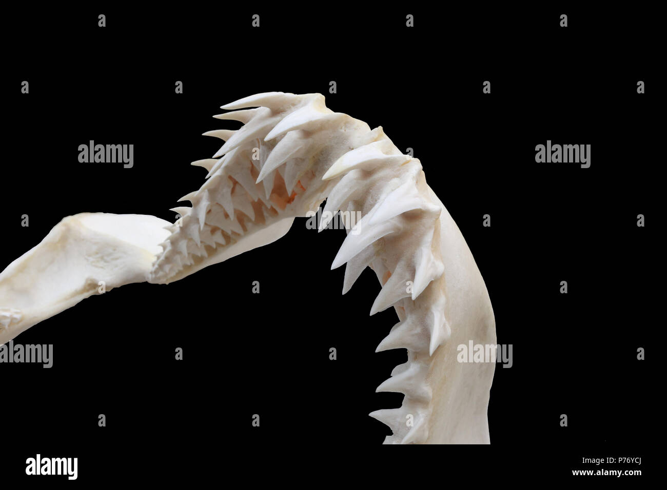 Shortfin Mako Shark (Isurus oxyrinchus) Upper Jaw Stock Photo