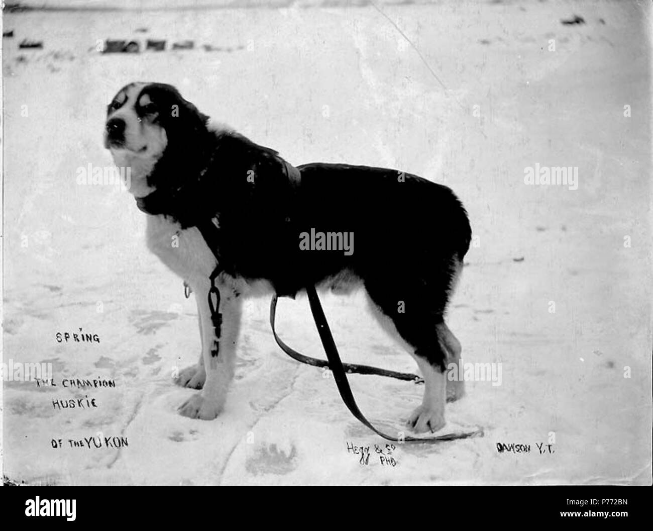 . English: Champion husky named Spring, Yukon Territory, ca. 1899. English: Caption on image: 'Spring The champion huskie of the Yukon' Subjects (LCTGM): Dogs--Yukon Subjects (LCSH): Spring (Dog)  . circa 1899 2 Champion husky named Spring, Yukon Territory, ca 1899 (HEGG 487) Stock Photo