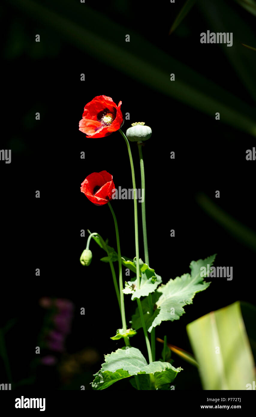 Red poppy black background hi-res stock photography and images - Alamy