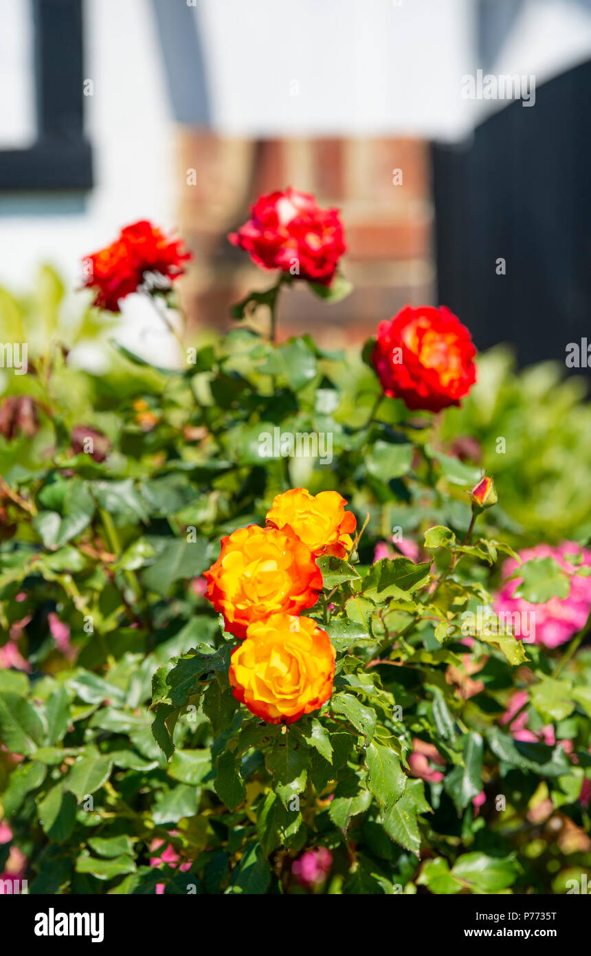 Tequila Sunrise is a Hybrid Tea rose with highly attractive, deep, golden  yellow blooms edged with shades of scarlet which deepen in colour with age  Stock Photo - Alamy