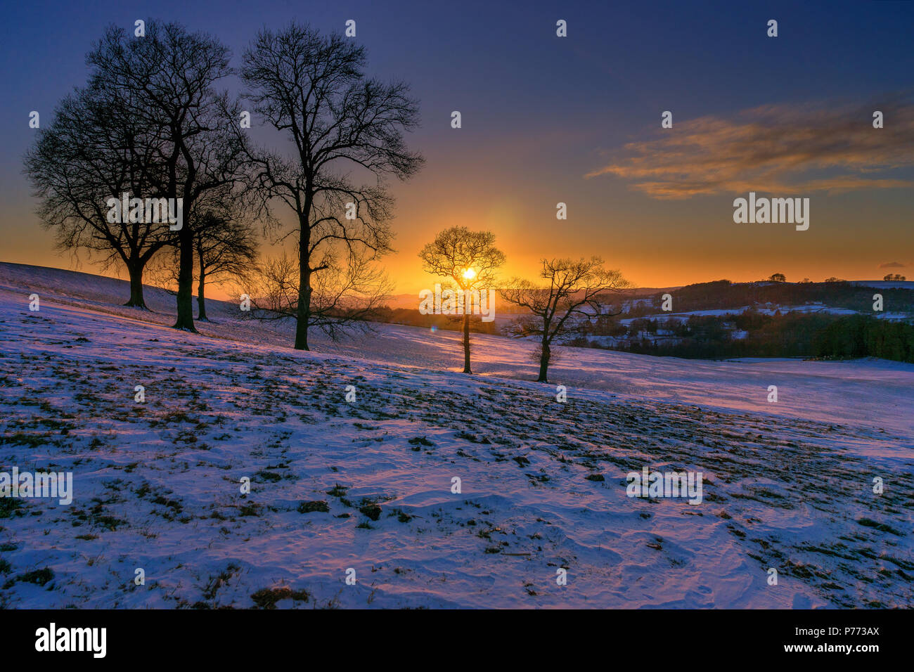 Small group fo trees in a snowy field at sunset Stock Photo - Alamy