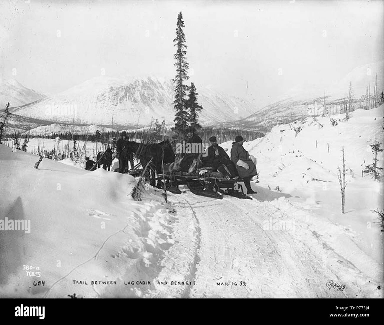 English Klondikers With Horse Drawn Sleds On The White Pass Trail