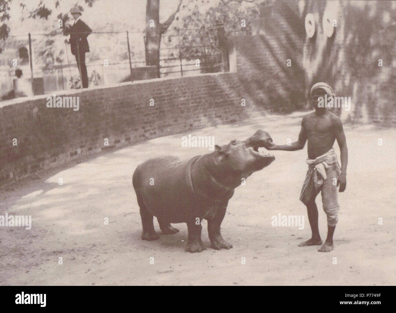 English: A man feeding a baby Hippo at the (presumably) Calcutta Zoo, Calcutta. circa 1903 8 Man feeding a baby Hippo at the Calcutta Zoo, Calcutta (c. 1903) Stock Photo