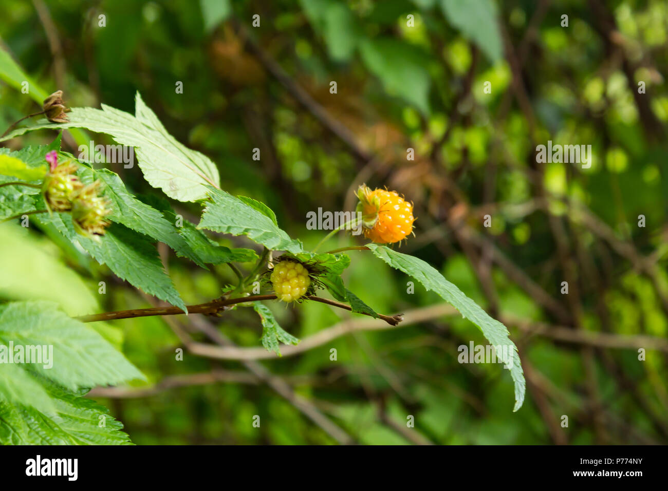 yellow salmon berry on the vine Stock Photo Alamy
