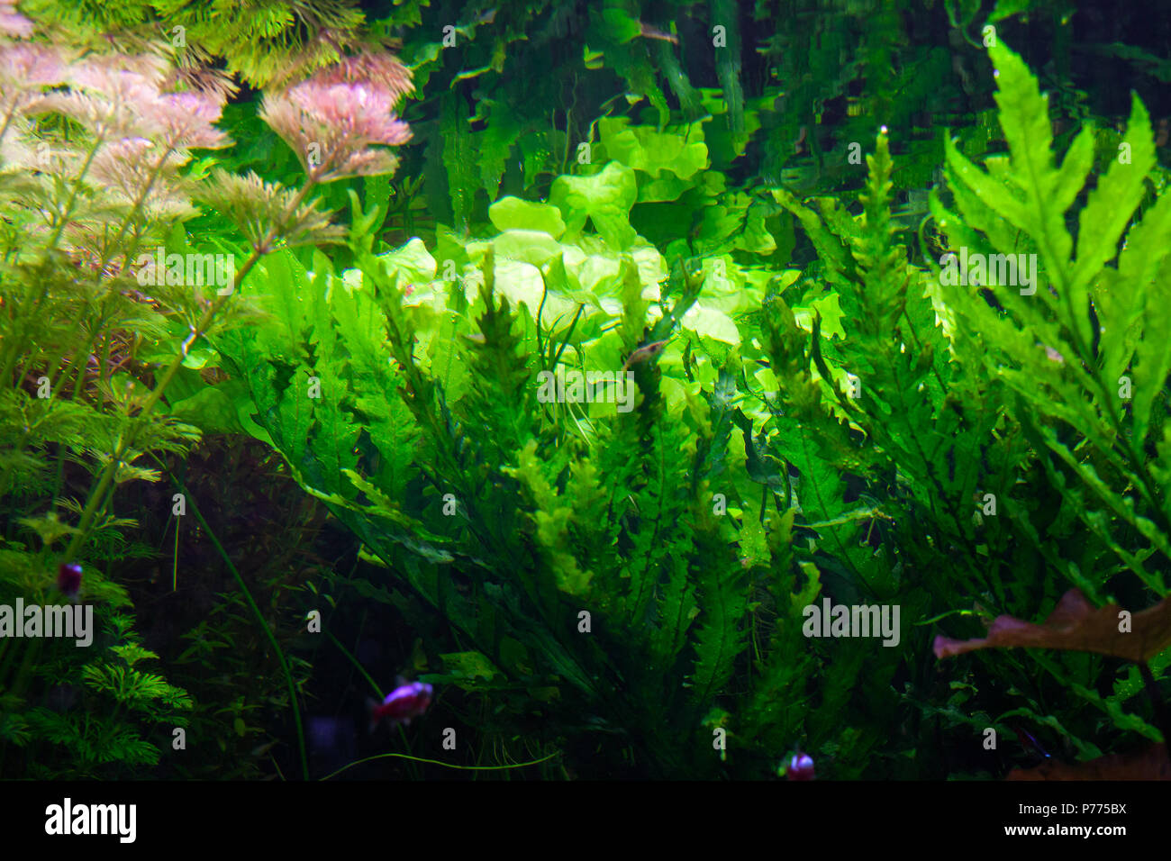 Many beautiful green algae under the water. Stock Photo
