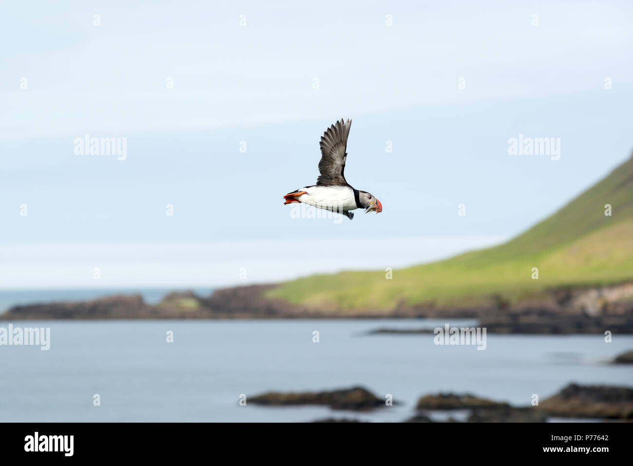 Atlantic Puffin, Fratercula artica in flight, Borgarfjordur, Iceland Stock Photo