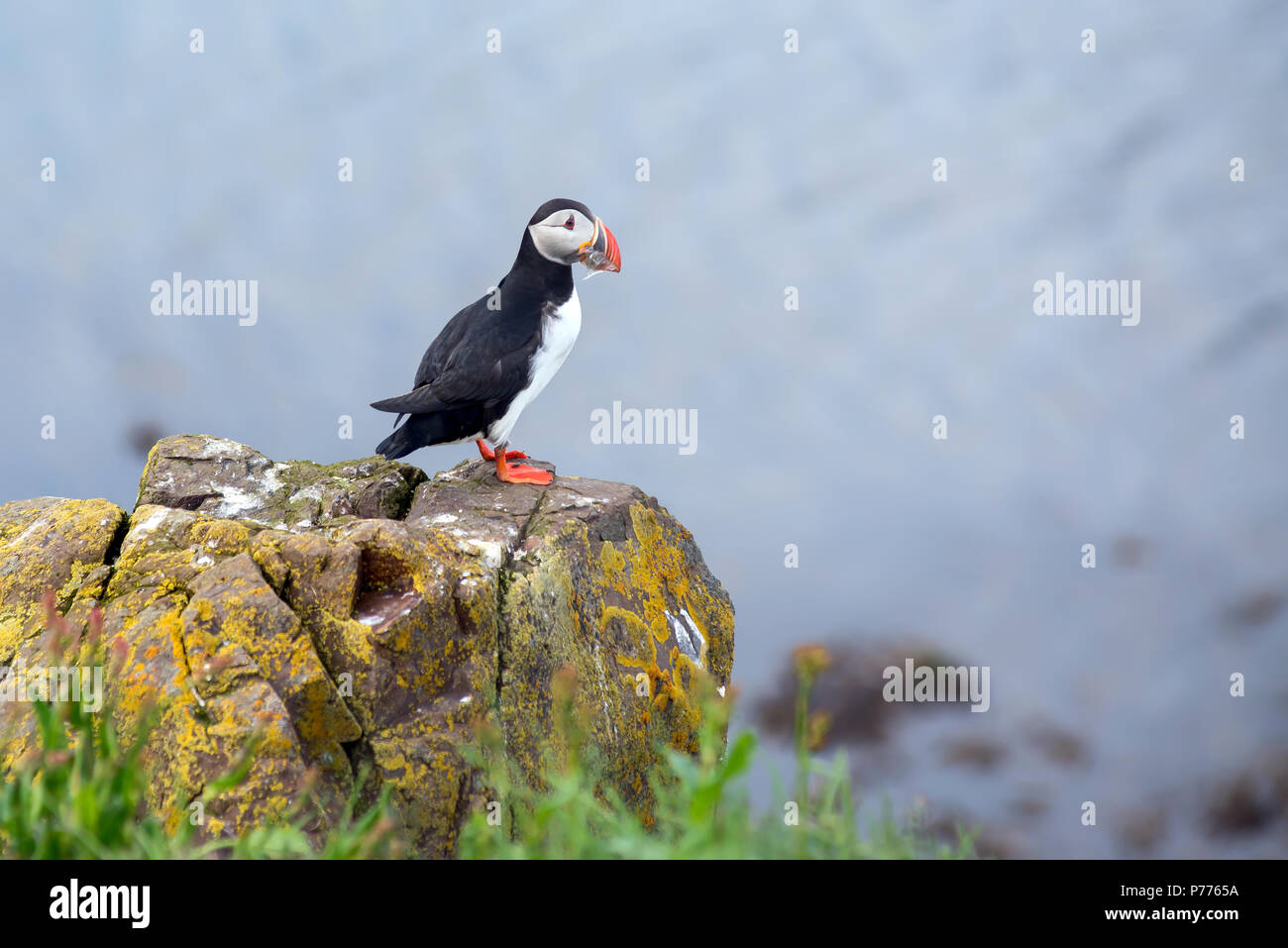 Atlantic Puffin, Fratercula artica in Borgarfjordur, Iceland Stock Photo