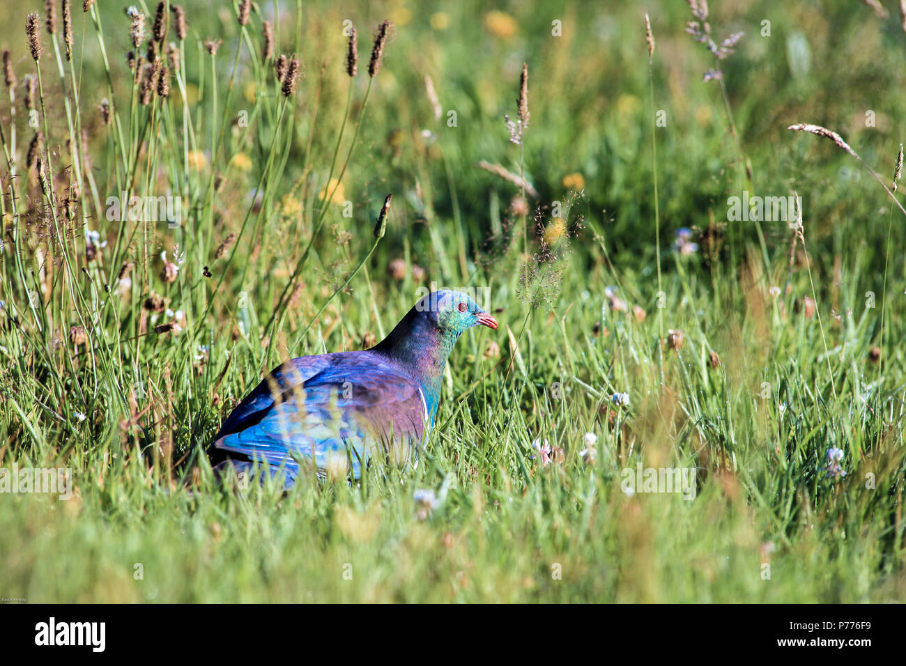 New Zealand native kereru (wood pigeon Stock Photo Alamy