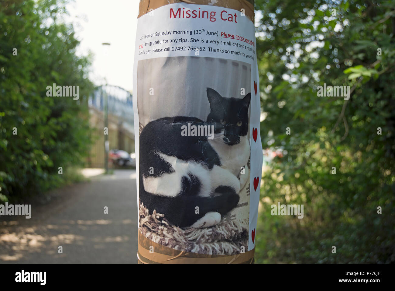 missing cat poster with photo of black and white cat, near teddington lock, southwest london, england Stock Photo